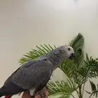 ببغاء كاسكو كونقو طفرره