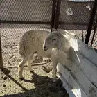 خروف للبيع فحل