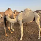 قعود للبيع