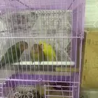 طير روز