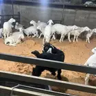 ذبايح ابو نايف الحارثي لتوصيل الذبايح نعيمي حري تيس سواكني