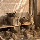 سمان كاليفورنيا وبوب وايت الأمريكي