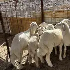طليان