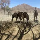 قعود لباني للبيع (العيص)