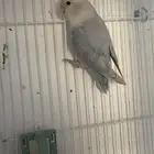 للبيع جوز روز ( منتج )