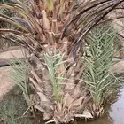 صنو نخيل