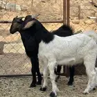 2 تيوس فل