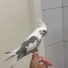 ذكر كروان هولندي بايد اليف متكلم