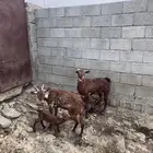 غنم وشح دهم منتيج
