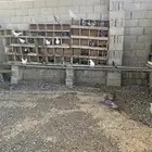 حمام مختلط سلفر فرنسي زاجل شوي بلدي