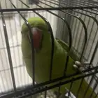 طير دره متكلم
