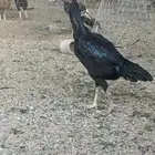 دجاجه سنديه