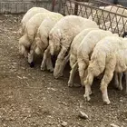 خرفان تربية