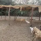 ماعز بيشيات ولد العدد 10 معها 10ع السوم  053 388 9100  جوال