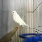 فحل كناري اوربي(تم البيع)