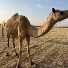 ناقه مهجنه خلفه من نياق الموسى وسابق في يده