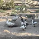 بط للبيع