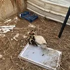 بطه مفرخه تحتها خمسه موقع حلي