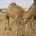 مفرود مفاريد حاشي قعود بكره بكار قصب حشو قعدان