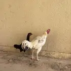 دجاج للبيع مستعجل
