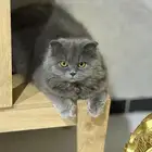 قطو للبيع