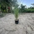مشاتل الجملة بجدة