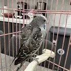 طير حب ذكر