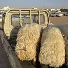 طليين نعيم طيبة شحم