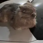 الي مضيع قطو بالندوه