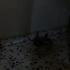 زوج بط للبيع