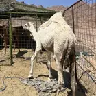 قعود مفرود