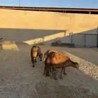 3- سواكن مرابي 3 شهور جذعان