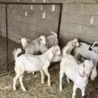 تيوس