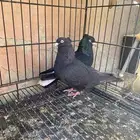 حمام قطيفي توب