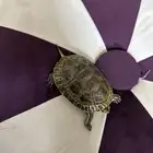 سلاحف للبيع