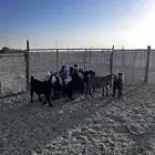 جفار وتيس للبيع