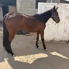 فرس انقليزية