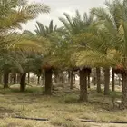 نخل سلج وصفري طول 3 و4 متر