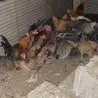 دجاج بلدي فري الوان حمر فواتح بياض شرط