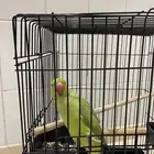 ببغاء درة هندي للبيع