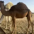 قعود للببيع فل شحم ع حليب امه