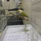 انثى الليفه منتجه