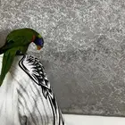 ببغاء لوري ( هدد داخلي ) أليف
