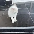 قط للتبني العاجل