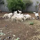 ضان رفيديات