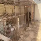 عشش