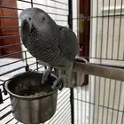 بغباء الكاسكو