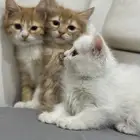 كيتن للتبني شيرازي امريكي (تم التبني)