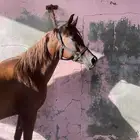 فرس شيخه بنت بطل العالم ابها قطر