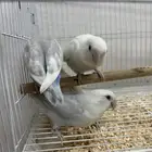 روزات اليفه